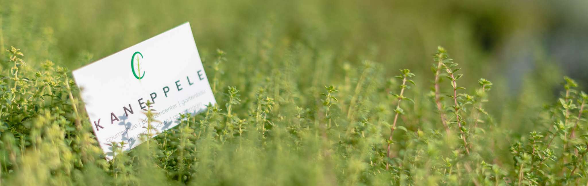 20220912-095551-DSC_7522